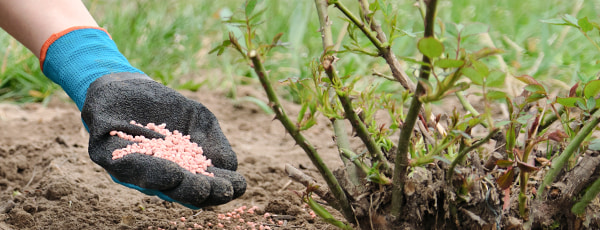 5 Geheimnisse der Rosenpflege nach dem Winter