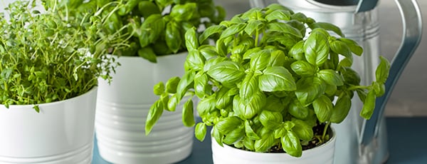 Aromatisches Gewürz auf der Fensterbank: Anbau von Basilikum in einem Topf