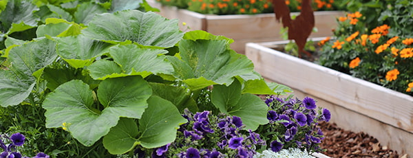 Aussaatplan für Mai: detaillierte Liste von Gemüse und Blumen