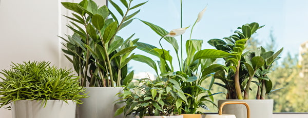 Die Geheimnisse eines florierenden Dollarbaums