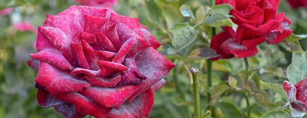 Echter Mehltau an Rosen - wie kann man seine Pflanzen retten?