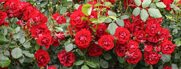 Frühjahrspflege für Rosen