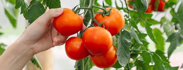 Gemüsegarten am Fenster: 10 Gemüsesorten, die man leicht zu Hause anbauen kann