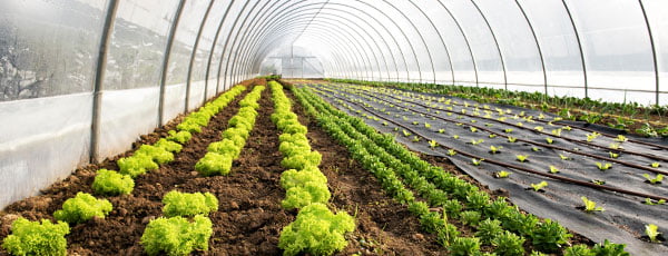 Gewächshaus vor der Bepflanzung im Frühjahr - Vorbereitung