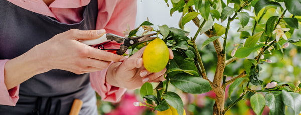 Hausgemachte Zitrone - eine Quelle von Vitaminen und erfrischendem Geschmack