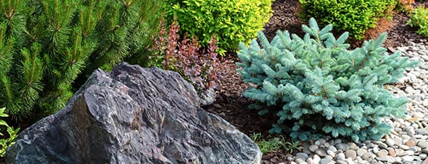 Immergrüne Schönheit: Nadelbäume für alpine Steingärten