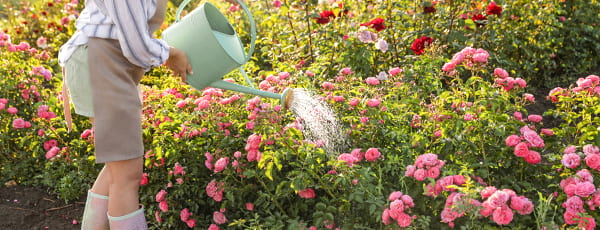 Pflege von Rosen im Sommer: Die Geheimnisse der Dauerblüte