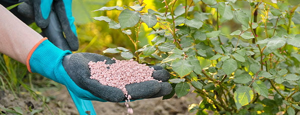 Rosenpflege im Frühling