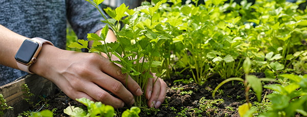 TOP 10 Gemüse, das auch ein Anfänger anbauen kann