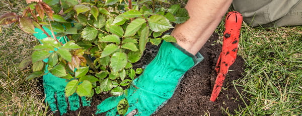 Vorteile und Merkmale der Herbstrosenbepflanzung - Haus und Garten Vorteile und Merkmale der Herbstrosenbepflanzung