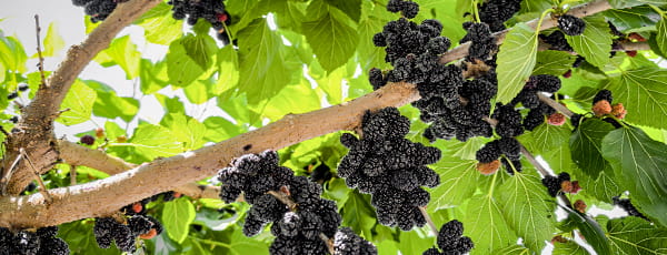 Warum Maulbeeren pflanzen: Nutzen, Schönheit und guter Geschmack - Haus und Garten Warum Maulbeeren pflanzen: Nutzen, Schönheit und guter Geschmack