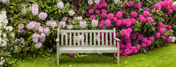 Was pflanzt man neben einen Rhododendron? Gärtnerhandbuch