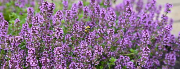 Welche Pflanzen mögen Fliegen und Stechmücken nicht? Wo sollten sie gepflanzt werden?