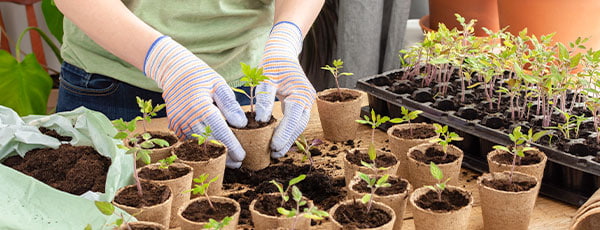 Wie bereitet man eine Setzlingspflanze vor? Alles, was Sie wissen müssen.
