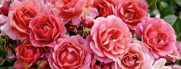 Wie man die Kordes-Rosensorten richtig pflegt