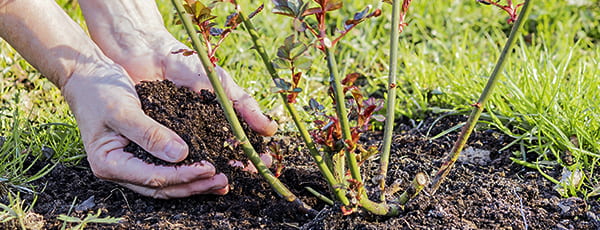 Wie man Rosen in den Boden pflanzt - Anleitung