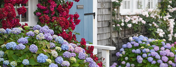 Wie pflegt man Hortensien im Frühjahr, um Wachstum und Blüte zu fördern?