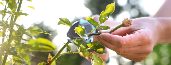 Wie pflegt man Rosen nach der Blüte?