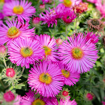 Astras neue Belgierin