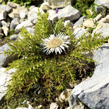 Silberdistel