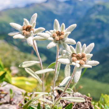 Edelweiss