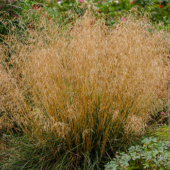 Garten-Schmiele