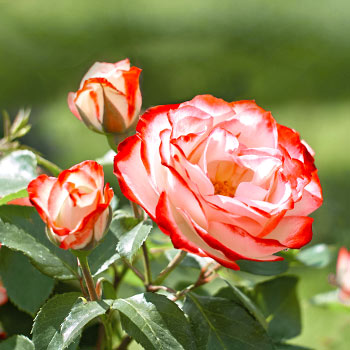 Edelrose Rosa