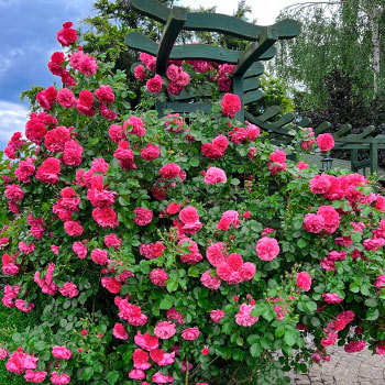 Kletterrosen