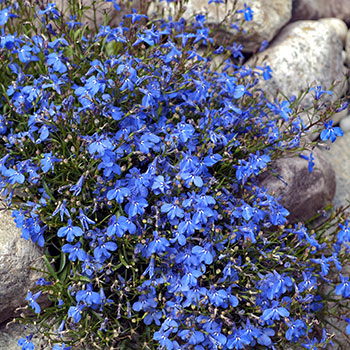 Passionsblume