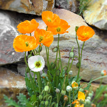 Kalifornischer Mohn