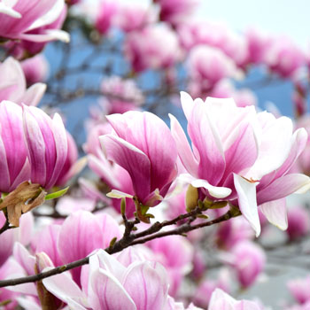 Magnolie