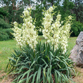 Palmlilie