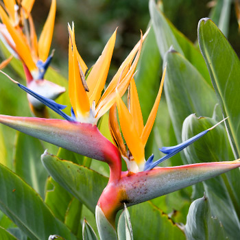 Paradiesvogelblume