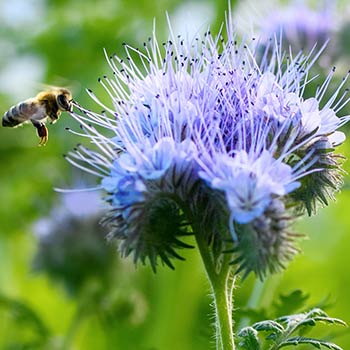 Phacelia