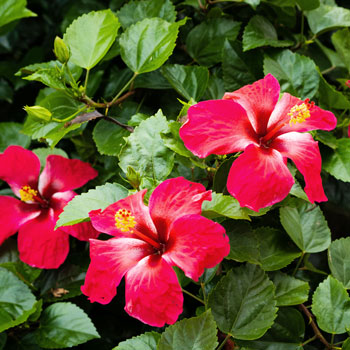 Roseneibisch