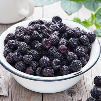 Schwarze Himbeere