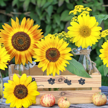 Sonnenblumen
