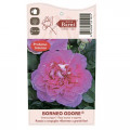 Edelrose Rosa Borneo Odore®, C5 interface.image 4 interface.art 6157