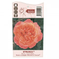 Edelrose Rosa Etrusca®, C5 interface.art Bild 3 Edelrose Rosa Etrusca®, C5 interface.image 3 interface.art 5550