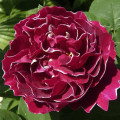 Kletterrose Baron Girod De L'ain, C5 interface.art Bild 1 Kletterrose Baron Girod De L'ain, C5 interface.image 1 interface.art 6141