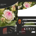 Kletterrose Eden Rose®, C3 interface.image 3 interface.art 4559