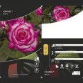 Kletterrose Händel ®, С3 interface.art Bild 3 Kletterrose Händel ®, С3 interface.image 3 interface.art 6179