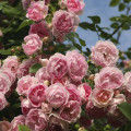 Kletterrose Jasmina ®, С5 interface.art Bild 2 Kletterrose Jasmina ®, С5 interface.image 2 interface.art 6180
