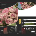 Kletterrose Jasmina ®, С5 interface.art Bild 3 Kletterrose Jasmina ®, С5 interface.image 3 interface.art 6180