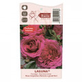 Kletterrose Laguna®, C5 interface.image 4 interface.art 5495