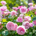 Kletterrose Olivia Rose Austin®, C5 interface.art Bild 2 Kletterrose Olivia Rose Austin®, C5 interface.image 2 interface.art 5505