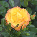 Kletterrose Redova ®, С5 interface.art Bild 2 Kletterrose Redova ®, С5 interface.image 2 interface.art 6182