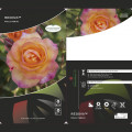 Kletterrose Redova ®, С5 interface.art Bild 3 Kletterrose Redova ®, С5 interface.image 3 interface.art 6182