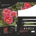 Beetrose Designer Sunset®, C3 interface.image 2 interface.art 4984