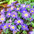 Windröschen (Anemone) Blanda Blue Shades interface.image 1 interface.art 67085